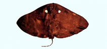 Image of Gymnura bimaculata (Twin-spot butterfly ray)