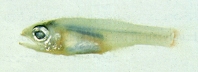 Image of Gymnapogon philippinus (Philippine cardinalfish)