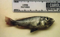 Image of Haplochromis argens 