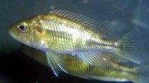 Image of Haplochromis ishmaeli 