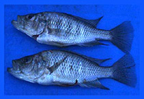 Image of Haplochromis maxillaris 