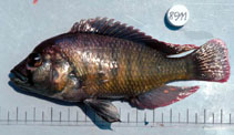 Image of Haplochromis pharyngalis 