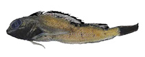 Image of Helcogramma aquila (Darktail triplefin)