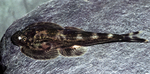 Image of Hemimyzon ecdyonuroides 