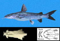 Image of Ariopsis guatemalensis (Blue sea catfish)