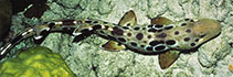 Image of Hemiscyllium hallstromi (Papuan epaulette shark)