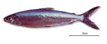 Image of Hemiodus immaculatus 