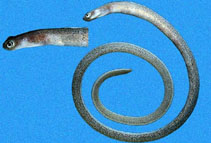 Image of Heteroconger pellegrini (Speckled garden eel)