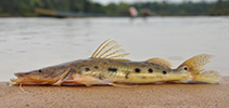 Image of Hemisorubim platyrhynchos (Porthole shovelnose catfish)
