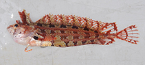 Image of Heteroclinus roseus (Rosy weedfish)