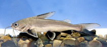 Image of Ariopsis seemanni (Tete sea catfish)