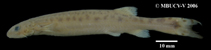 Image of Henonemus triacanthopomus 