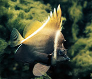 Image of Heniochus varius (Horned bannerfish)