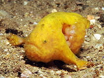 Image of Histiophryne bougainvilli (Smooth anglerfish)