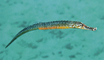 Image of Hippichthys cyanospilos (Blue-spotted pipefish)