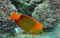 Image of Holacanthus clarionensis (Clarion angelfish)