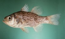 Image of Holapogon maximus (Titan cardinalfish)