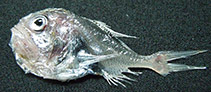 Image of Hoplostethus pacificus (Eastern Pacific roughy)