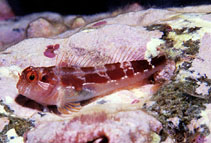 Image of Hypsoblennius proteus (Socorro blenny)