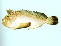 Image of Erisphex aniarus (Dark-finned velvetfish)