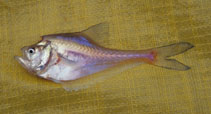 Image of Kurtus gulliveri (Nurseryfish)