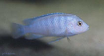 Image of Labidochromis chisumulae 