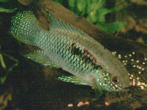 Image of Laetacara curviceps (Flag acara)