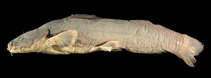 Image of Lacantunia enigmatica (Chiapas catfish)