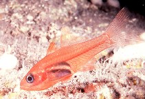 Image of Lachneratus phasmaticus (Phantom cardinalfish)