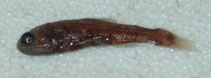 Image of Lampadena urophaos (Sunbeam lampfish)