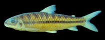 Image of Leporinus amblyrhynchus 