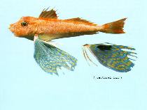 Image of Lepidotrigla argus (Long-finned gurnard)