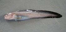 Image of Leucogrammolycus brychios (White-line eelpout)