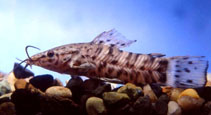 Image of Lepthoplosternum pectorale (Chaco catfish)