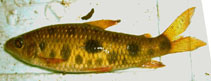 Image of Leporinus steyermarki 
