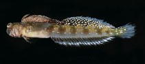 Image of Litobranchus fowleri (Fowler\