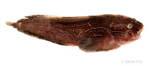 Image of Liparis tunicatus (Kelp snailfish)