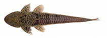 Image of Loricariichthys brunneus 