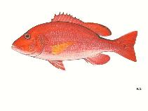 Image of Lutjanus guilcheri (Yellowfin red snapper)