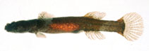 Image of Luciogobius saikaiensis 