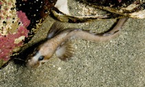 Image of Lycenchelys kolthoffi (Checkered wolf eel)