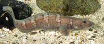 Image of Lycodes reticulatus (Arctic eelpout)