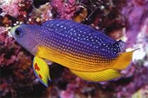 Image of Manonichthys alleni (Sabah dottyback)