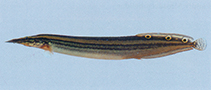 Image of Macrognathus aral (One-stripe spinyeel)
