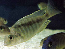 Image of Mylochromis guentheri 