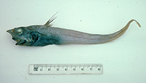 Image of Mataeocephalus kotlyari (Kotlyar\