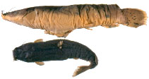 Image of Malapterurus minjiriya 