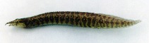 Image of Macrognathus taeniagaster 