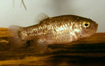 Image of Megupsilon aporus (Catarina pupfish)