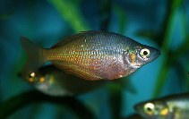 Image of Melanotaenia irianjaya (Irian Jaya rainbowfish)